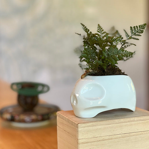 New School Skull "ARITAYAKI" Plant Pot
