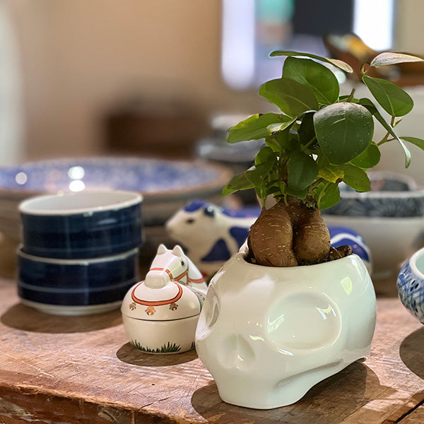 New School Skull "ARITAYAKI" Plant Pot