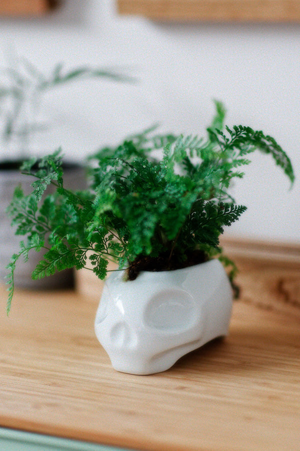 New School Skull "ARITAYAKI" Plant Pot