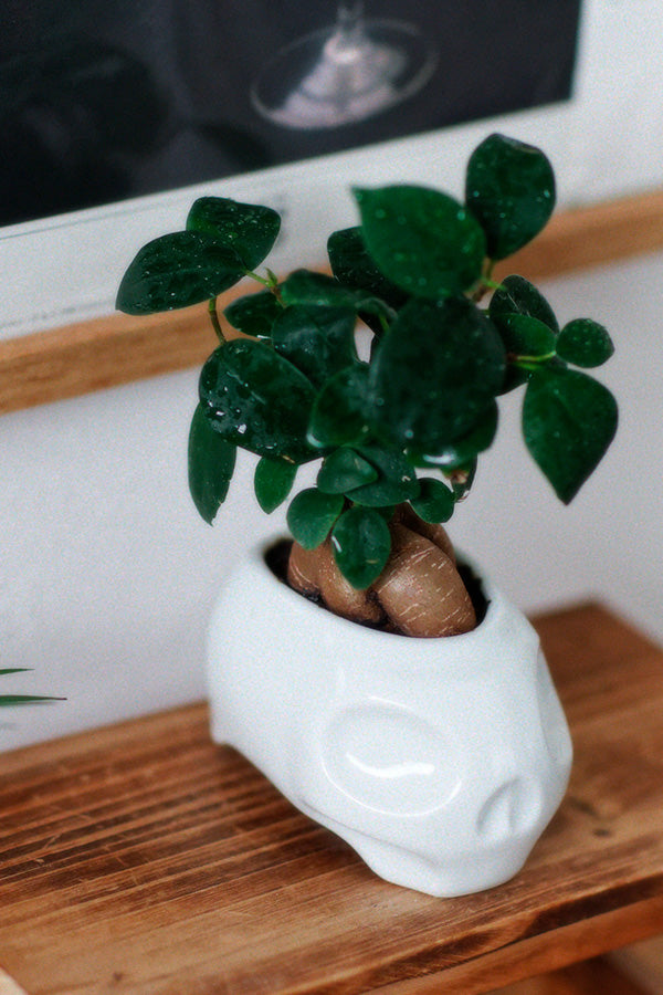 New School Skull "ARITAYAKI" Plant Pot